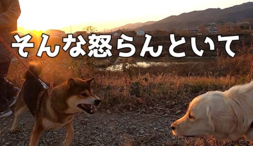 【関ヶ原の決戦風】なかなか犬の世界も大変そうです。