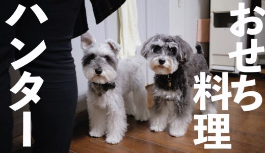 【VLOG】犬と３歳娘の年末のんびり田舎暮らし【シュナウザージジトト】