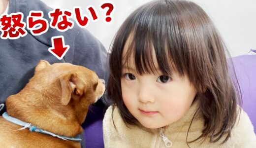 犬たちと距離を縮めてみる！そしてヘンテコなお菓子を食べてみる2歳娘