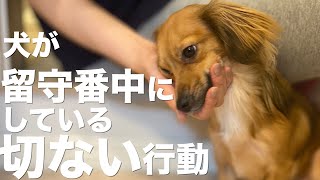 犬が留守番の時にしている切ない行動