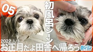 【2022.1/3】お正月だよ田舎へ帰ろうシーズー犬てんぽvol.05【初風呂シーン公開！】