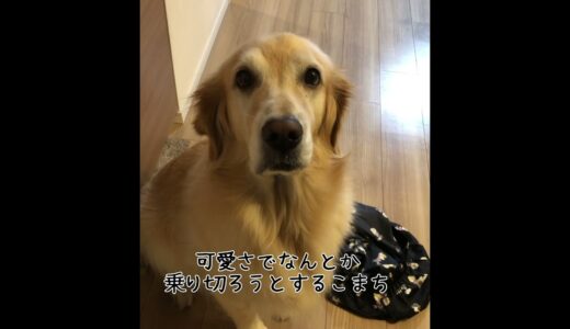 やらかした現実を受け入れられない犬【こまちの日常】