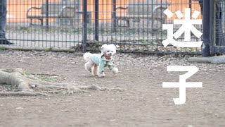 うちの犬が迷子になりました・・・【トイプードル】[4K]