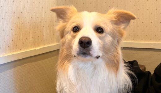 頑張って言葉を話す犬の目がキラキラすぎる!!【ボーダーコリー】