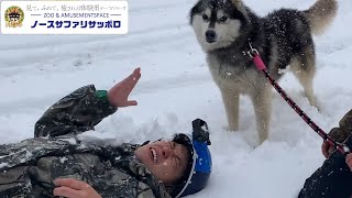 【ハスキー犬】犬ぞり特訓中＆へきトラ劇場の相馬トランジスタが散歩に挑戦！