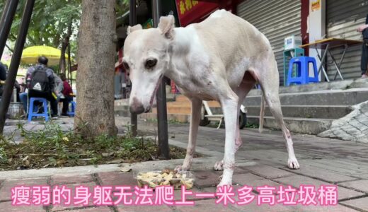 可怜的狗狗满身伤痕，曾经的赛犬现在走不动了，流落街头向人讨食