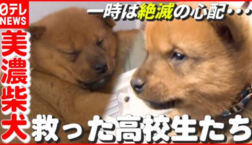 【犬】絶滅も心配された“美濃柴犬”…そのピンチ救った高校生たち　岐阜　NNNセレクション