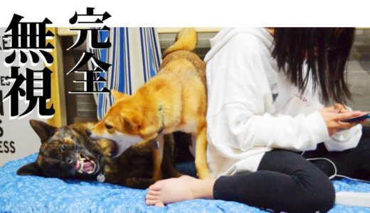 背後で繰り広げられる和犬バトル‼巻き込まれても全く動じない娘！【甲斐犬・柴犬】