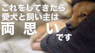 犬が見せてきたら両思いだと思っていい行動