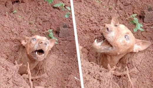 埋められた犬を掘り起こそうとする住民たち。犬の隣にいたものは彼らを悲痛な気持ちにさせた