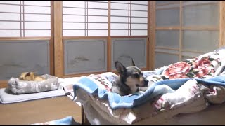 犬に遠慮して 足を縮める