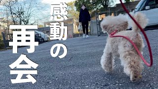 会いた過ぎてうちの犬が変な声で鳴きましたw【トイプードル】[4K]