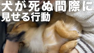 犬が死の直前に見せる行動