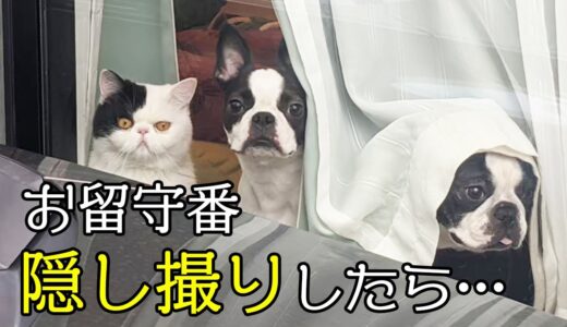 犬と猫３匹をフリーでお留守番しているところを隠し撮りしてみたら…