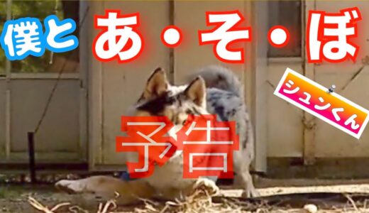 【心を閉ざした犬】シュンくんフィールドでお腹見せて寝ました❗️❗️