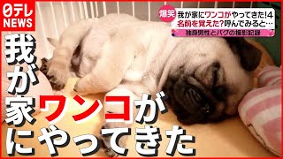 【犬】独身男性とパグの撮影記録…初めてのお留守番で仰天行動！ 「我が家にワンコがやってきた」　『news every.』18時特集