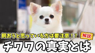 【犬種解説】チワワってこんな犬でした！見かけによらず〇〇！世界で一番〇〇！