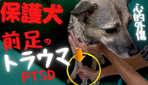 【保護犬PTSD】前足に強烈なトラウマがある犬は、シャンプーできるのか？