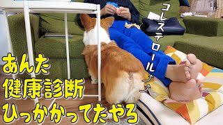 太ってダイエット宣言する父と痩せた犬【コーギー犬】