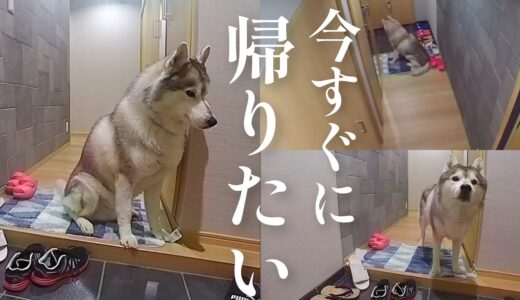 謎に満ちたお留守番の様子をモニタリングしてみたらまさかの結果に…‼︎【Google Nest Cam / doorbell】