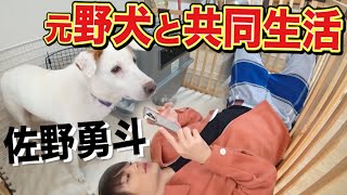 【保護犬】佐野勇斗が元野犬と共同生活開始！