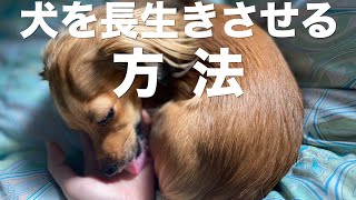 犬を長生きさせる方法