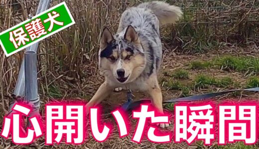 ネグレクトに合って心を閉ざしてしまった保護犬が心開いた瞬間❗️