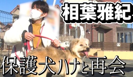 【保護犬】相葉くんが感情を失ったマルチーズと再会【相葉雅紀】