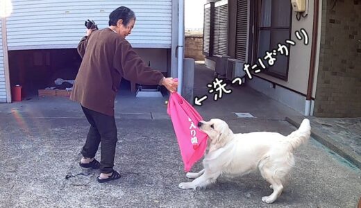 【洗濯したばかりですが・・・。】そんなの関係ねぇ犬。