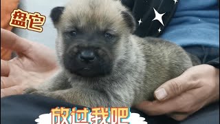 田园犬小奶狗真是太萌了，捧在手里一直盘，都舍不得放下！