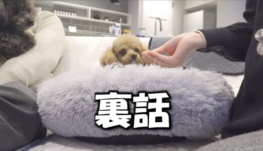 犬の看病中の裏話！