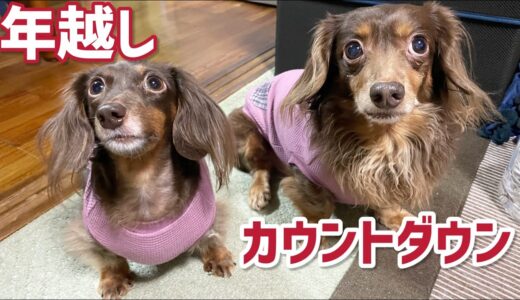 元保護犬初めてパパの実家で年越しカウントダウン【チワックスとダックスフンド】