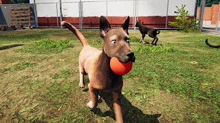 動物保護施設で働いて負傷した犬を助けてあげるゲーム「Animal Shelter」が凄い