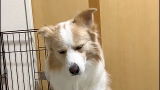 飼い主にドン引きしすぎて寝たフリする犬【ボーダーコリー】