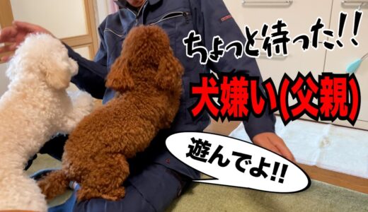 犬嫌いだった実家に犬を連れて帰ったら大パニックになりました