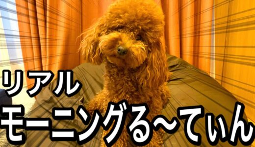 犬と僕のリアルモーニングルーティン（Maron's Morning Routine）【トイプードル】