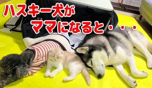 子猫が自分のママだと思ってハスキー犬たちから離れない...