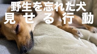 犬が野生を忘れた頃に見せる行動