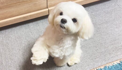 めちゃくちゃ可愛い犬芸をうちの犬が覚えてしまったので見てくれ【マルチーズ】