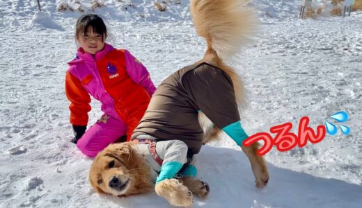 雪の中で子供よりも楽しみまくる大型犬クッキー【ゴールデンレトリバーとミニチュアダックスフンド】