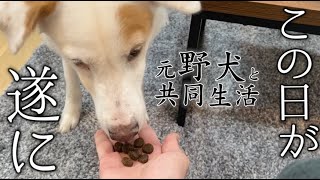 【保護犬】元野犬のウォンカが佐野勇斗に心を開きはじめました【元野犬と共同生活】