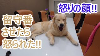 プチ留守番させられて怒りの大型犬！ゴールデンレトリバーの子犬ティト。