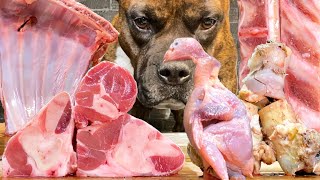 【大食い犬ASMR】骨付き肉の豪快なガリガリ咀嚼音をお楽しみくださいwww Dog eats raw meat ＆ bones MUKBANG