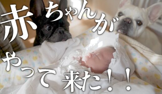 【犬と赤ちゃん】我が家に赤ちゃんがやって来た。誰よりも喜んでいるのは…。