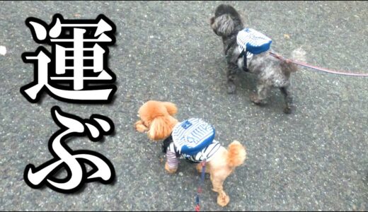 リュックで自分のモノを運ぶ犬が最後マジギレしました