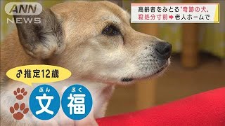 高齢者を看取る“奇跡の犬”(2022年1月6日)