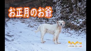 【犬】雪景色！お正月のお爺！