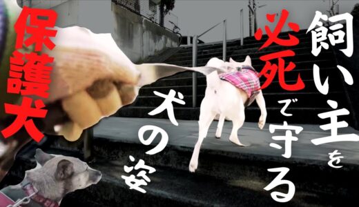 飼い主を必死に守る犬