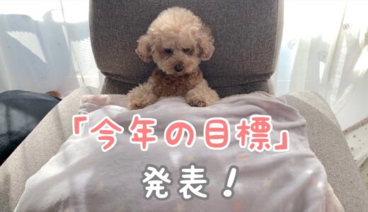 人化が止まらない犬の今年の目標決定！【トイプードル】