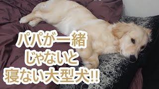 どうしても一緒じゃないと寝ない可愛い大型犬。ゴールデンレトリバーの子犬ティト。